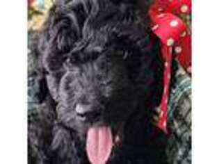 Labradoodle Puppy for sale in Parker, CO, USA
