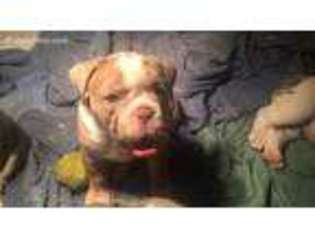 Olde English Bulldogge Puppy for sale in Aurora, WV, USA