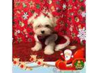 Maltese Puppy for sale in Grove, OK, USA