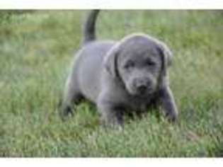Labrador Retriever Puppy for sale in Sparks, NE, USA
