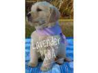 Golden Retriever Puppy for sale in Magee, MS, USA