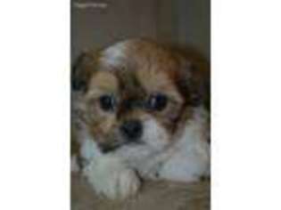 Shorkie Tzu Puppy for sale in Pawnee, OK, USA