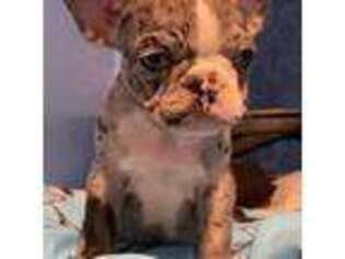 French Bulldog Puppy for sale in Marshalltown, IA, USA