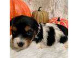 Biewer Terrier Puppy for sale in Winslow, AR, USA