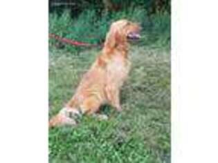 Golden Retriever Puppy for sale in Dighton, MA, USA
