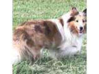 Shetland Sheepdog Puppy for sale in Hope Mills, NC, USA