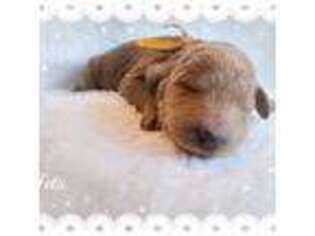 Goldendoodle Puppy for sale in Albion, MI, USA