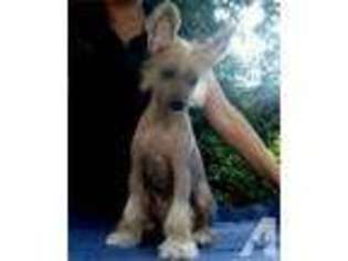 Chinese Crested Puppy for sale in ACTON, MA, USA