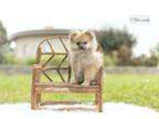 Pomeranian Puppy for sale in Fort Wayne, IN, USA