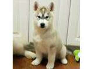 Siberian Husky Puppy for sale in De Soto, MO, USA