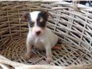 Jack Russell Terrier Puppy for sale in New Waverly, TX, USA