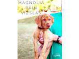 Vizsla Puppy for sale in Holly Springs, NC, USA