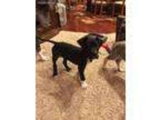 Great Dane Puppy for sale in Keota, IA, USA