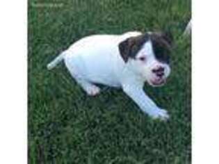 American Bulldog Puppy for sale in Thompsons Station, TN, USA
