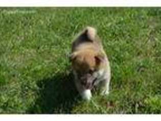 Shiba Inu Puppy for sale in Granger, IA, USA