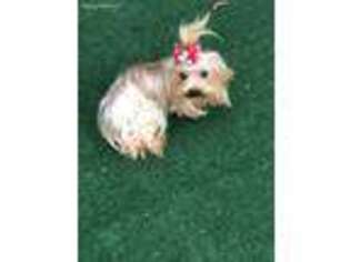 Yorkshire Terrier Puppy for sale in Hickory Corners, MI, USA