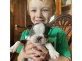 Boston Terrier Puppy for sale in Unknown, , USA