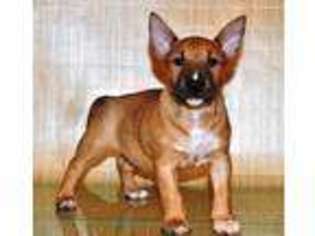 Bull Terrier Puppy for sale in Kingston, PA, USA