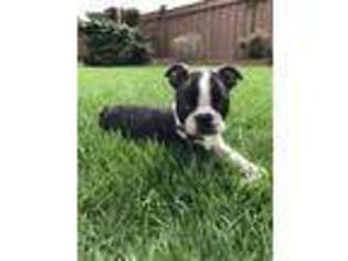 Boston Terrier Puppy for sale in Leola, PA, USA