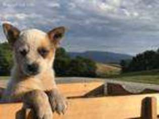 Australian Cattle Dog Puppy for sale in Chuckey, TN, USA