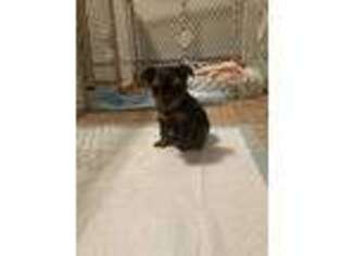 Yorkshire Terrier Puppy for sale in Selden, NY, USA