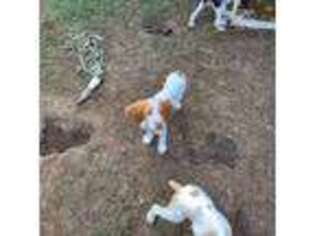Brittany Puppy for sale in Boiling Springs, PA, USA