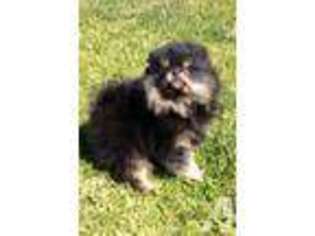Pomeranian Puppy for sale in WOODLAND, CA, USA