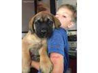 Mastiff Puppy for sale in Camden, MI, USA