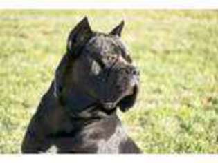 Cane Corso Puppy for sale in Lynden, WA, USA