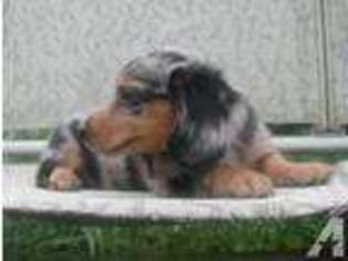Dachshund Puppy for sale in EDMORE, MI, USA