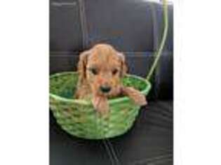 Goldendoodle Puppy for sale in Janesville, MN, USA