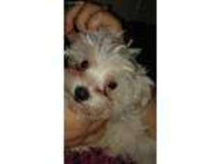 Maltese Puppy for sale in Shelbyville, IL, USA