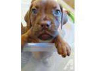 Mutt Puppy for sale in BLANCHARD, LA, USA