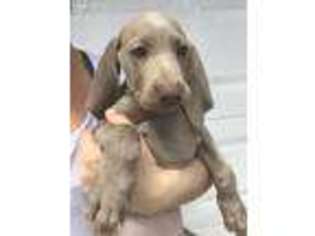 Weimaraner Puppy for sale in Redland, FL, USA