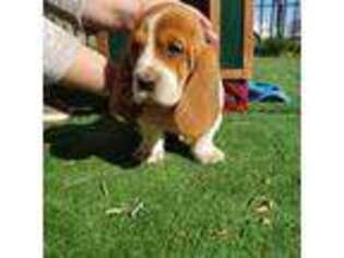 Basset Hound Puppy for sale in Gustine, CA, USA