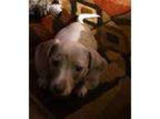 Dachshund Puppy for sale in Newport, AR, USA