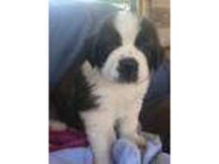Saint Bernard Puppy for sale in Buckley, WA, USA