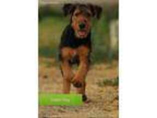 Airedale Terrier Puppy for sale in Worden, MT, USA