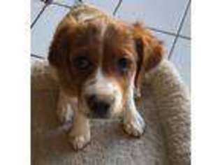 Brittany Puppy for sale in Aurora, IL, USA
