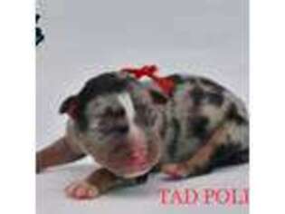 Mutt Puppy for sale in New Edinburg, AR, USA
