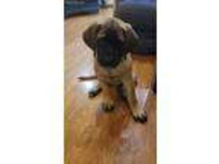 Mastiff Puppy for sale in Maybee, MI, USA