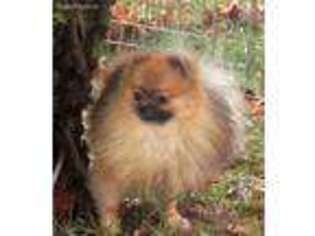 Pomeranian Puppy for sale in Paw Paw, MI, USA