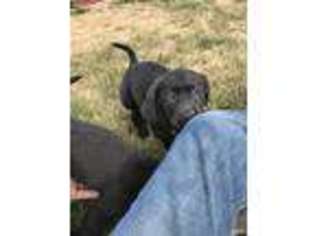 Labrador Retriever Puppy for sale in La Plata, NM, USA