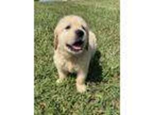 Golden Retriever Puppy for sale in Carbondale, IL, USA