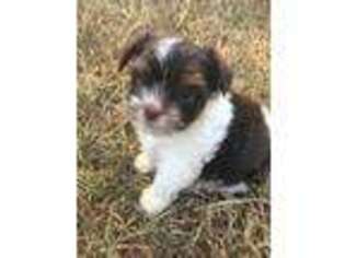 Biewer Terrier Puppy for sale in Hamilton, AL, USA