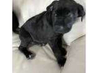 Cane Corso Puppy for sale in Warren, MI, USA