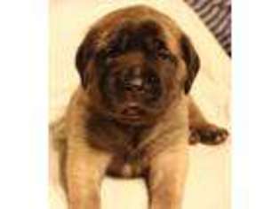 Mastiff Puppy for sale in West Bloomfield, MI, USA