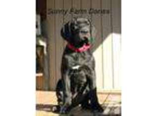Great Dane Puppy for sale in HARRISON, MI, USA