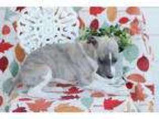 Whippet Puppy for sale in Williamsburg, VA, USA