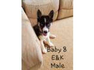 Siberian Husky Puppy for sale in Pilot Mountain, NC, USA